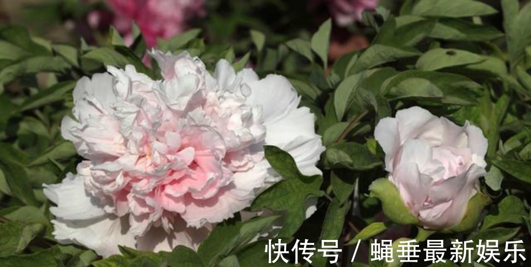 刘禹锡#刘禹锡最经典的一首诗,每一句都美得如诗如画,怎一个美字了得