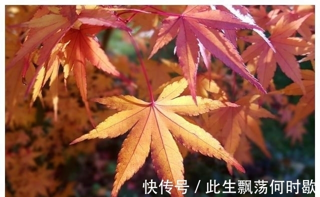 猴子|2天后，桃花满地，红鸾凝聚，爱意深重，破镜重圆，前任回头