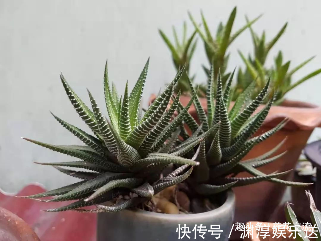 浇水|多肉的品种又多又好看,为啥自己总养不活,那是因为没看到这几种