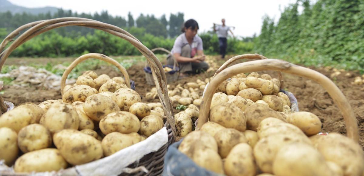 食品交换法|土豆、红薯、山药的淀粉含量高，升血糖还是降血糖糖友能常吃吗