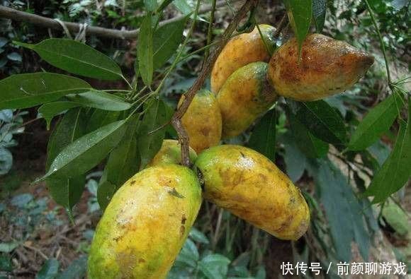 它是一种野果，农村人说很好吃，而城市人却不敢吃