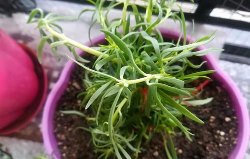 药片养花别忽视这4种，泡泡水就能充当“多个角色”