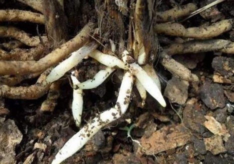 什么生根粉、维生素,都不如“1块它”,扔盆里,根壮叶绿花爆盆