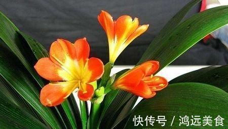 养君子兰知道几个养护小技巧，年年开花四季油绿！早看早知道