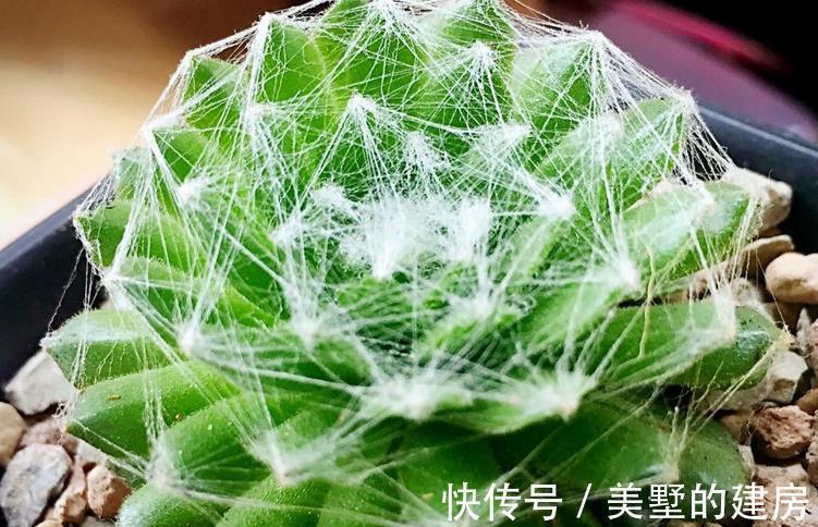 长生草|养长生草甭错过这4款，养好根，状态越来越好