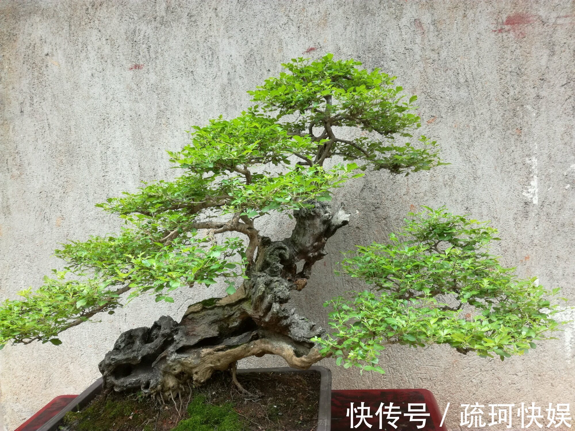 黄荆盆景老桩根部刚萌发的新芽要不要抹掉生桩和熟桩有区别