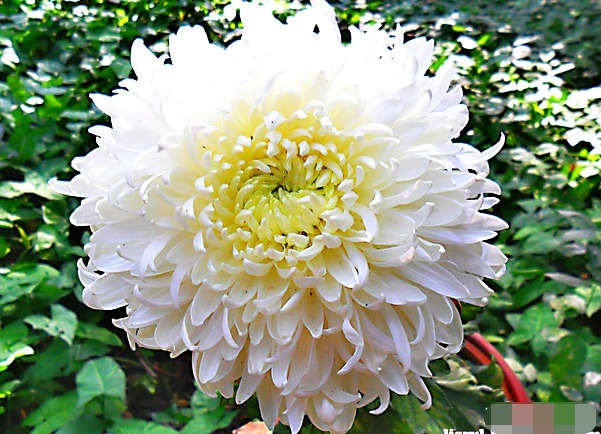 喜欢菊花，就养盆“菊中珍品”玉弥陀，花开似白玉绣球，一尘不染