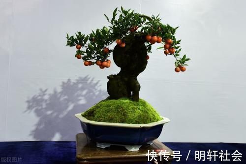 买盆景学问大,栽种环境、合适的树种,都要考虑周到,莫“踩坑”