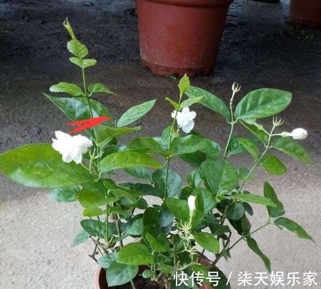 钾肥|栀子、茉莉不开花这么一处理,花苞“嗖嗖冒”,花朵洁白、芳香