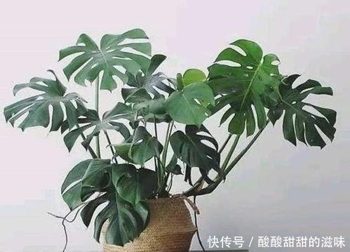 观叶|5种观叶植物,枝叶优美,家里养一盆,空气更清新,值得拥有!
