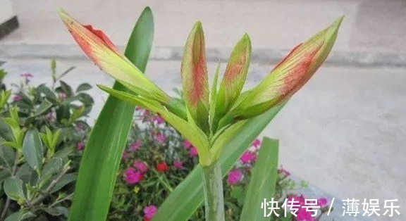 栽种|朱顶红光长叶子不开花,做好6点,轻松开爆盆!