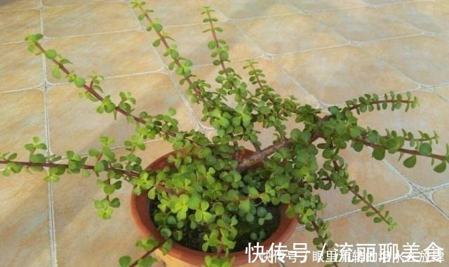 乱舞|金枝玉叶长的“狂魔乱舞”,剪几刀,秒变“悬崖桩”,烂根也不怕!