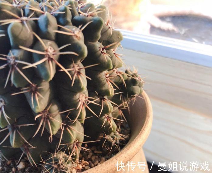 霸气“旱养花”就选这1种，家里养一盆，子子孙孙，越养越多