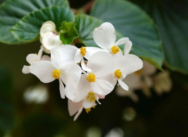 秋海棠开花少教你3个养护妙招,四季开花,花繁叶茂