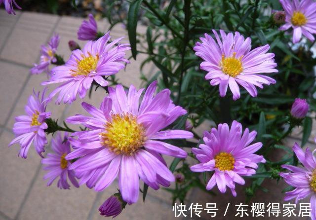 耐旱|养花试试这几款,耐旱又耐阴,即使不开花也是很好看的