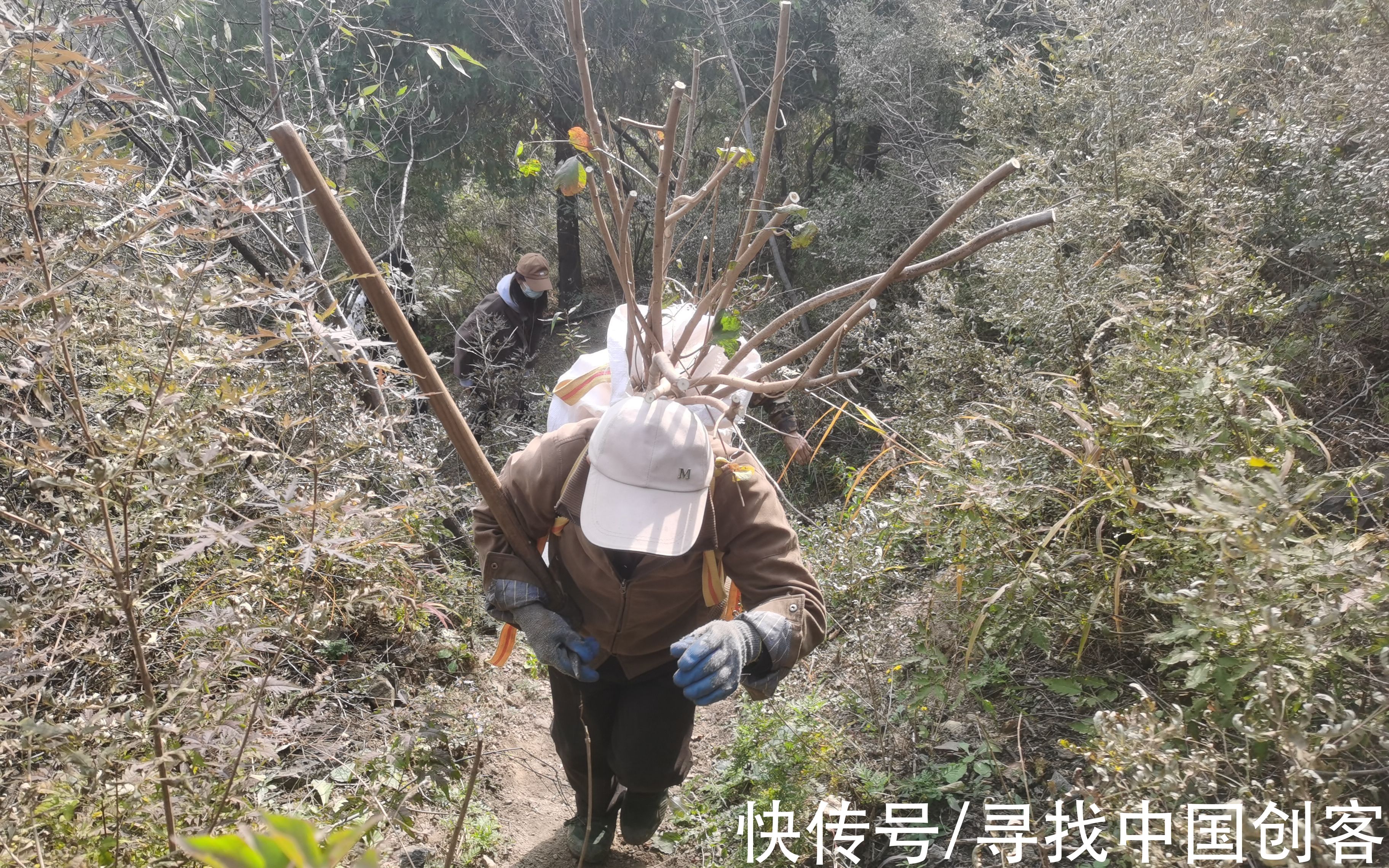 种树人|京西深山种树人：背着树苗爬坡 最远要走五六公里山路