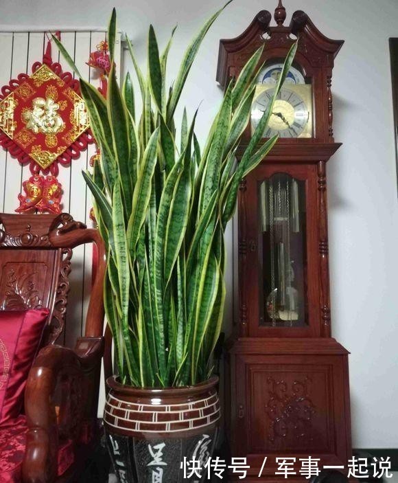 叶子|鸿运当头叶子打卷,出现黄叶,学会巧养,开出大火炬