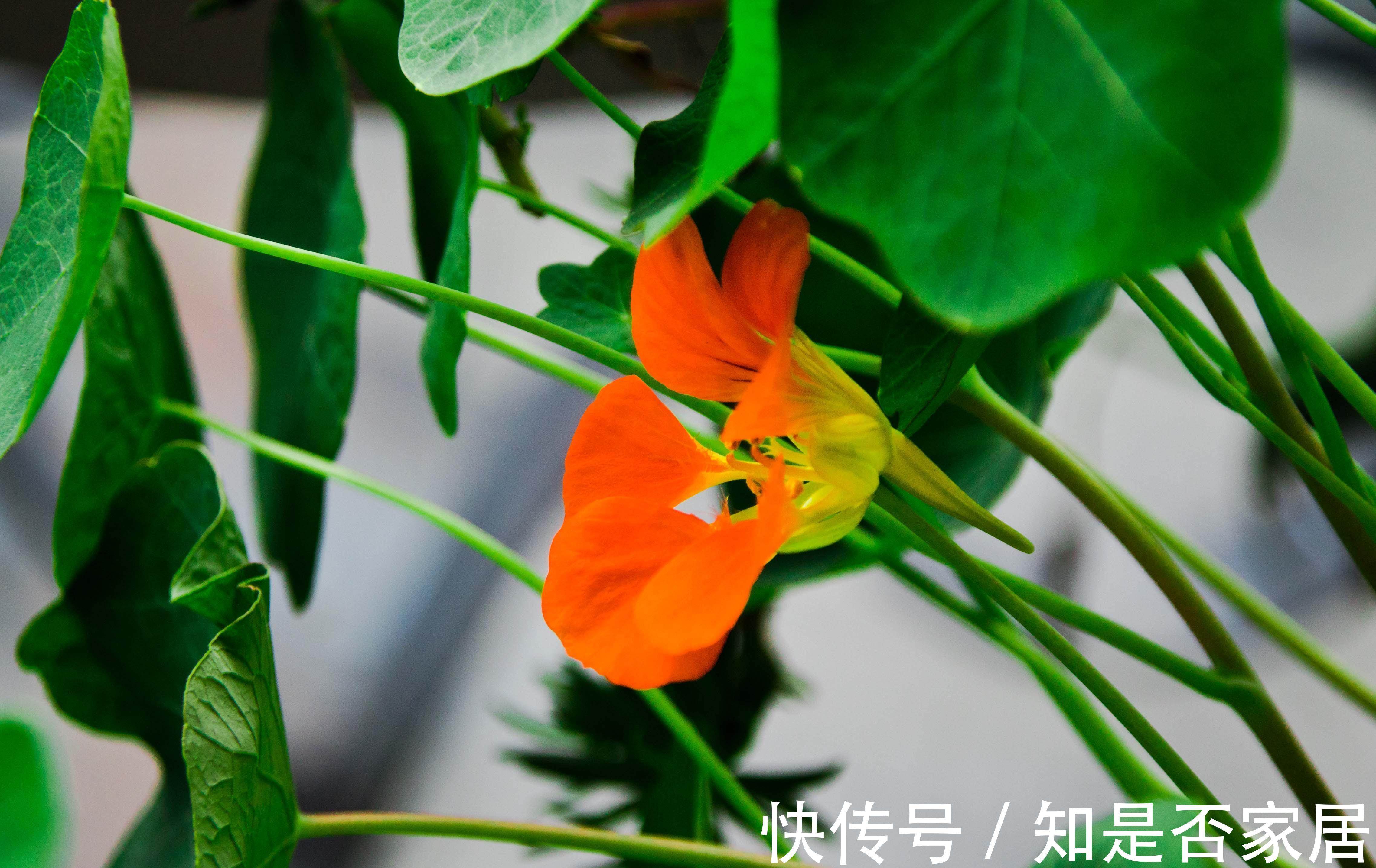 养花试试这几款，一花多色，红白相间，绚丽夺目