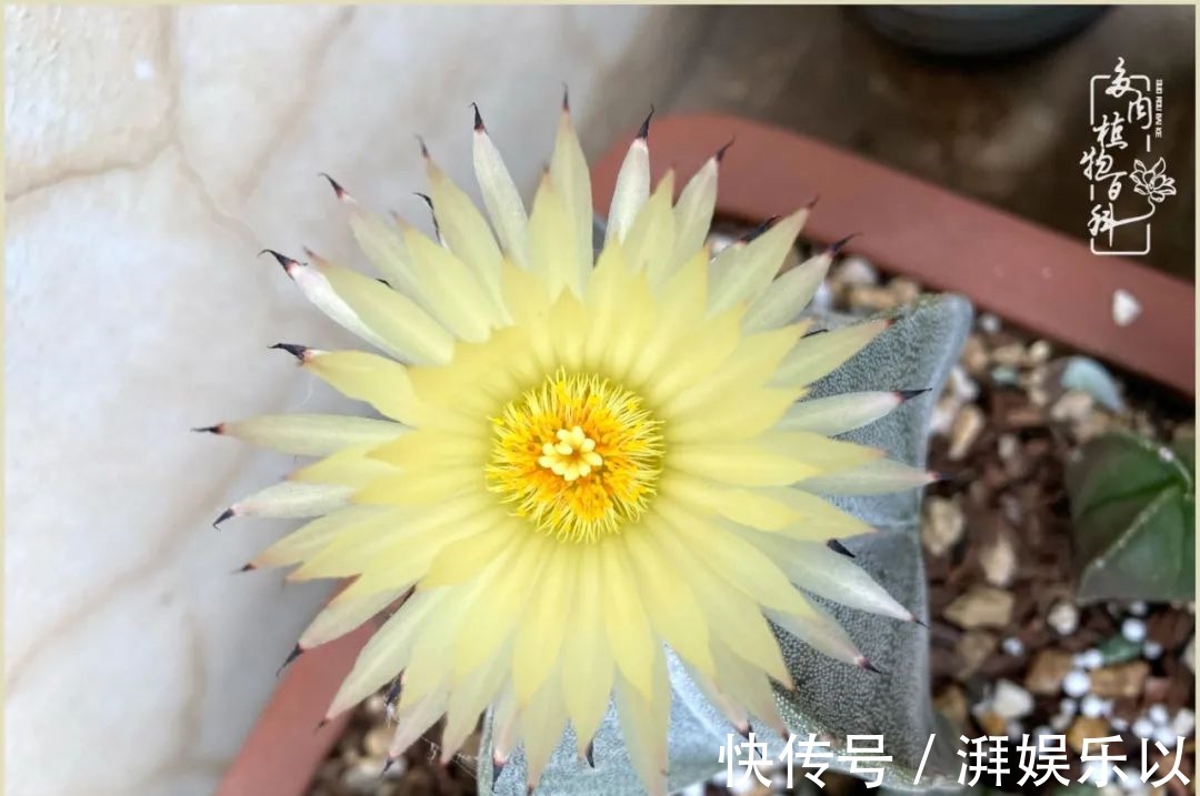 多肉|遇见即美，花事未荼蘼！种一桌子多肉，看花开花落！