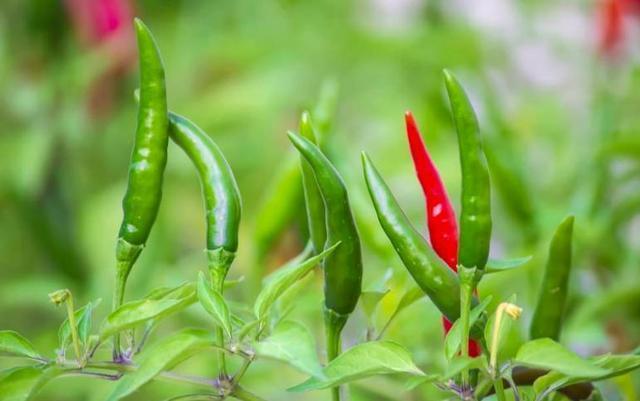 人们只吃它的果实,殊不知叶子也是宝,含钙量很高,不懂可惜了