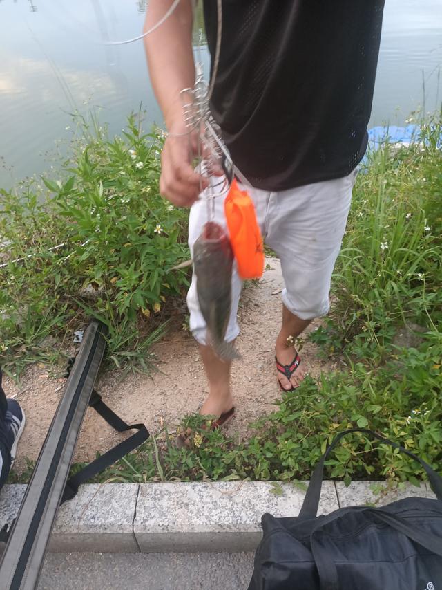 下图|深圳终于找到一个免费钓鱼的水库了,今晚的伙食有着落了