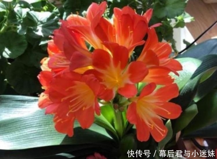 4种花现在养正当时，好养易活开花漂亮，谁养谁喜欢