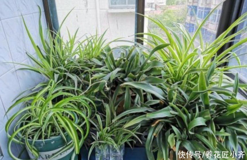 一个真正会养花的人，都有这3种“特征”，新手值得学习