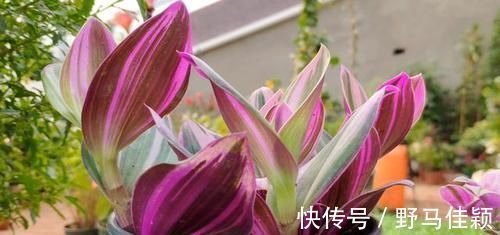 吊兰|吊兰中的贵族“油画婚礼”,一叶多色,好养易活,自带浪漫气息