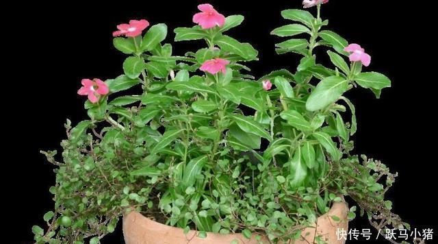 烂根|家居养花往花盆加这东西，再也不会烂根黄叶，很容易爆盆