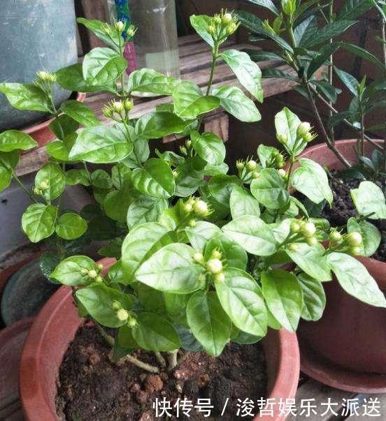 芳香|养茉莉花,盆里放几粒“小东西”,花儿怒放、芳香,一年开花不断