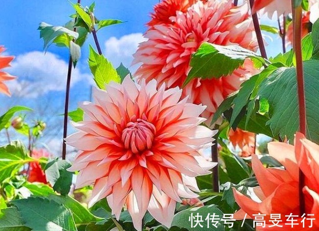 石竹石竹|养花就养3种花，家里养一盆，开花漂亮财运来，一养就上瘾