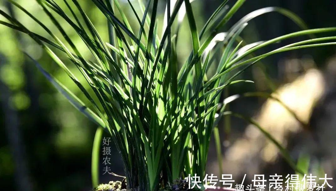 兰菌|松针土的秘密,不在松针,也不在土,很多人种植兰花都用错了