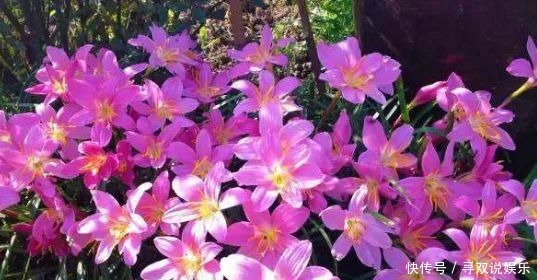 矮牵牛花|喜欢在家中养花,这些花卉不容错过,花期长,花色艳,开花美