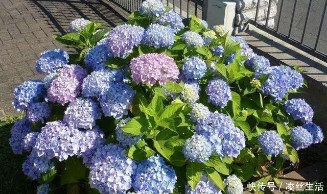 枝条|6种花不能长太高，长高就得剪，因为越矮开花越多，越矮越漂亮