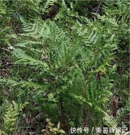 植物|全身带毒还致癌,为啥还要吃这玩意儿?