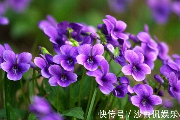 这花是神话里的美女变的,却在荒地里到处长,挖回家有大作用!