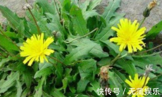 四红粥|人到中年，常吃四种食物，补血润肤，排毒消脂，有益健康