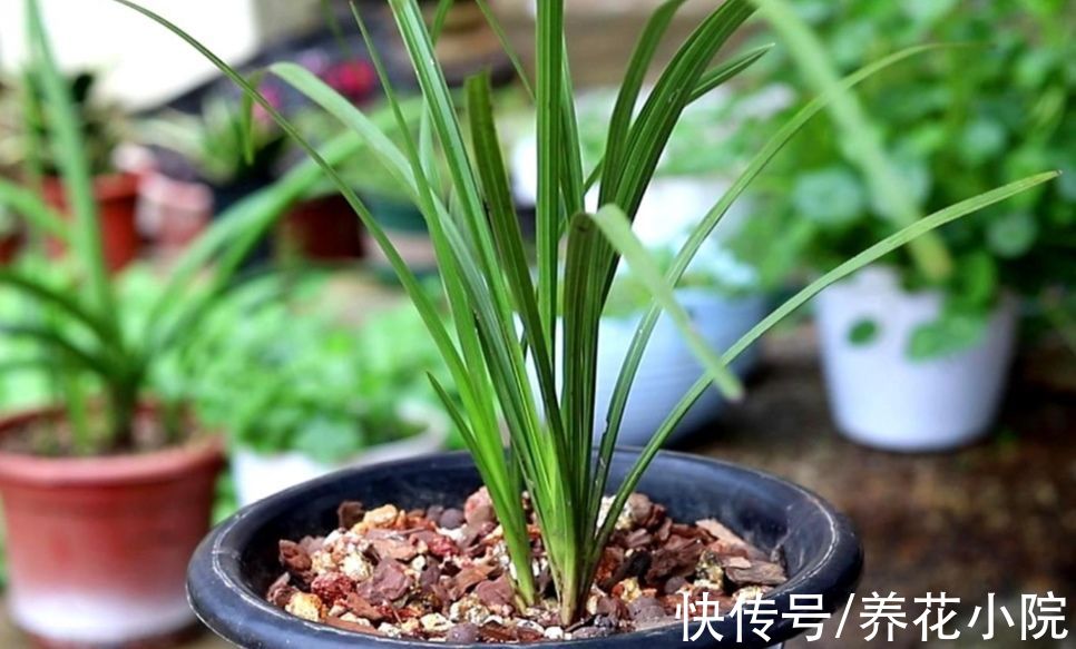 兰株|9月养兰花,给它做好3个关键养护,才能抽箭长花苞