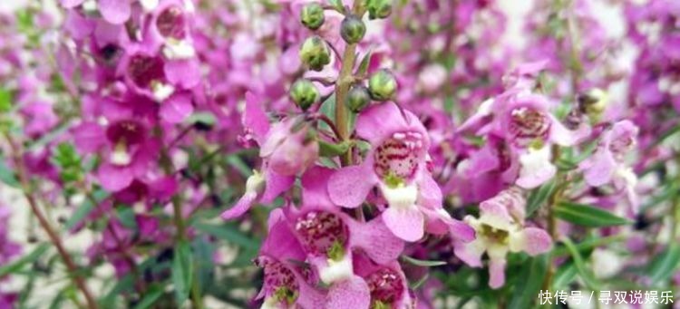 矮牵牛花|喜欢在家中养花,这些花卉不容错过,花期长,花色艳,开花美