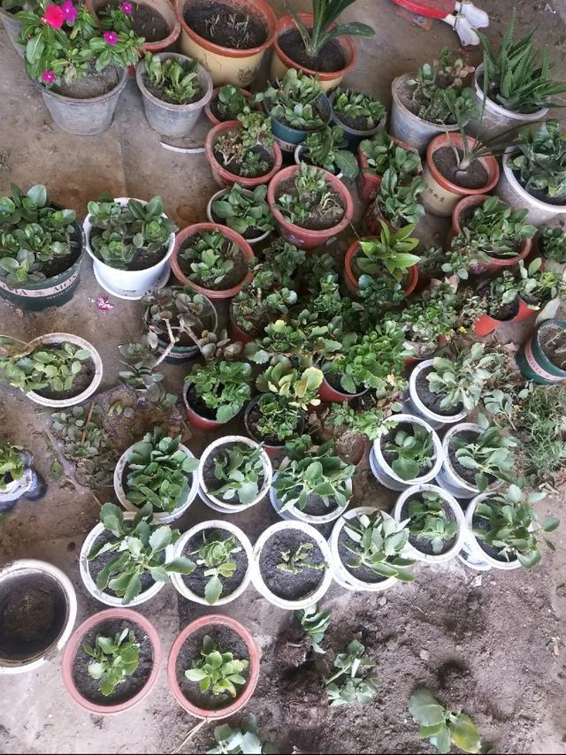 雨水|10种不能淋雨的花,淋完雨就死,盆栽养花注意事项