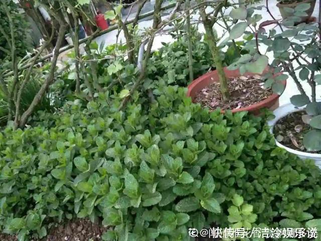 5种花最好别养,根钻得到处都是,砍都砍不尽