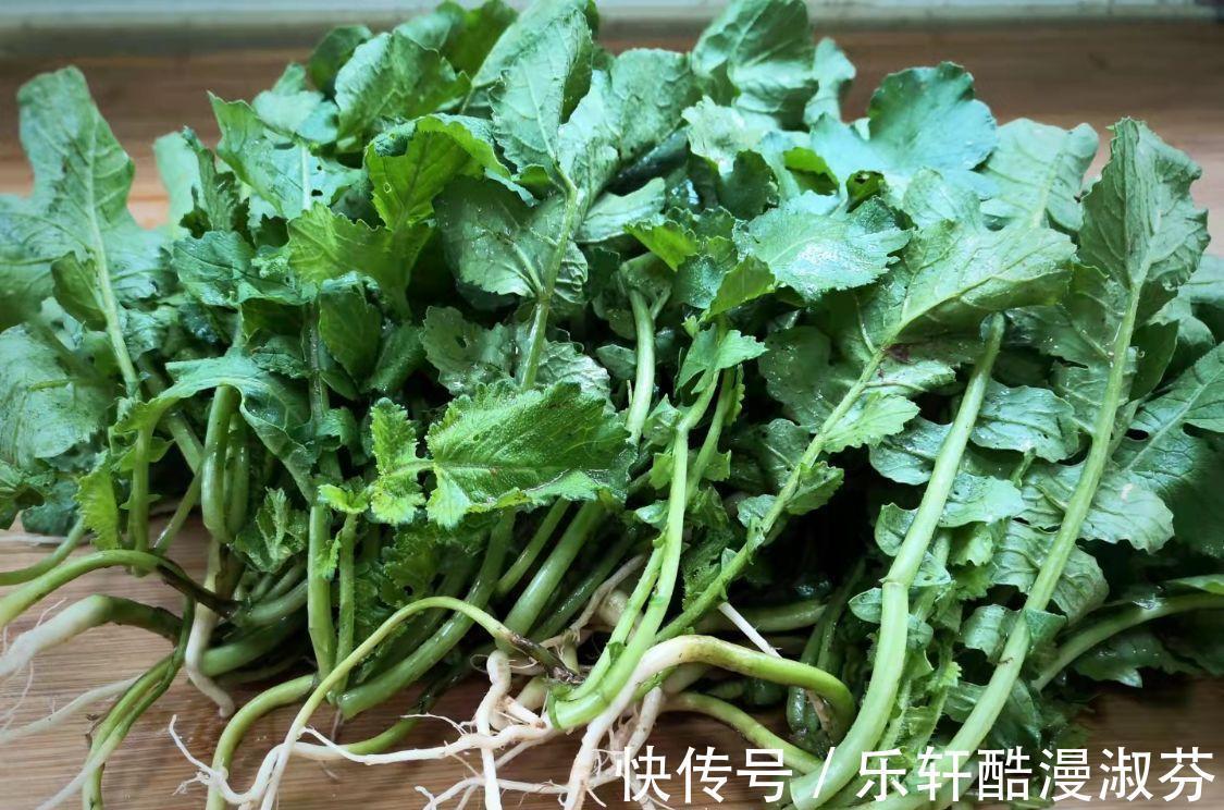 鲜嫩|蔬菜中的“人参”，叶子营养极高，9月正鲜嫩，鲜嫩翠绿特下饭！