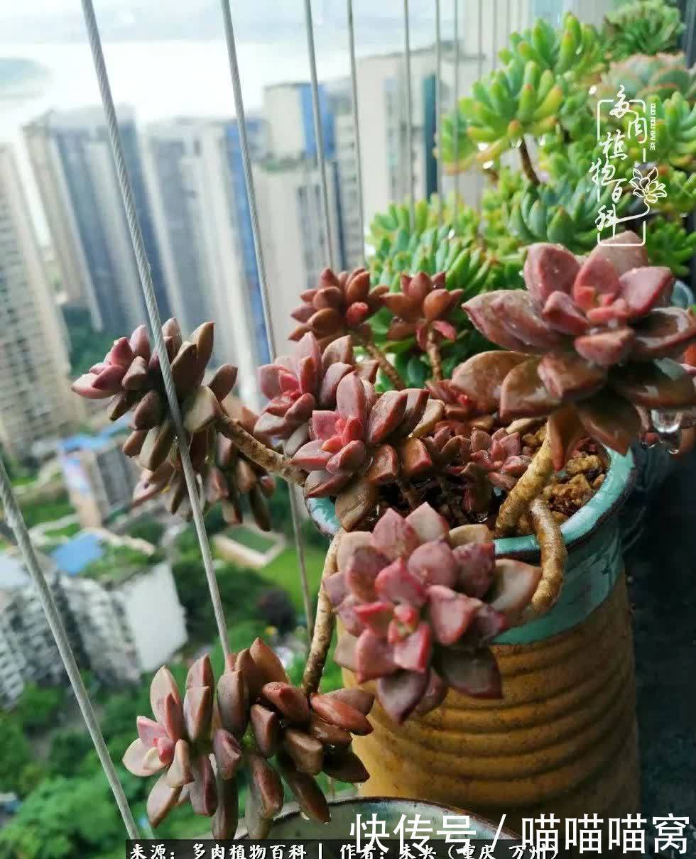 养肉多年,从未出坑过!养多肉是我最喜欢最坚持的爱好!