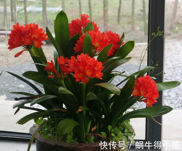 想不想君子兰快速开花？秋季做好这3点，根系满盆，快速长花苞