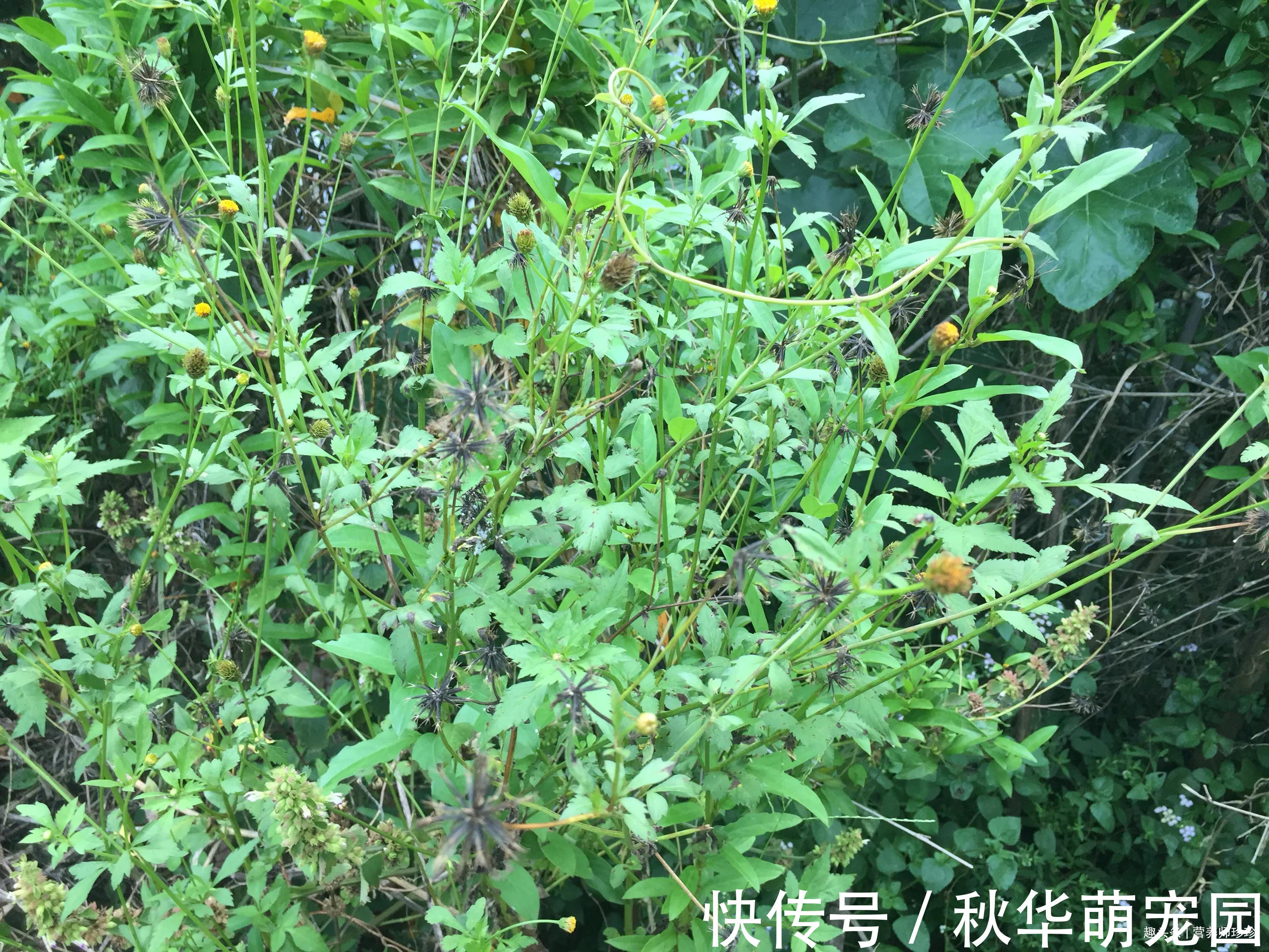 农民|路边常见的野草,在农民眼中是害草,在中医眼中却是治病的中药材