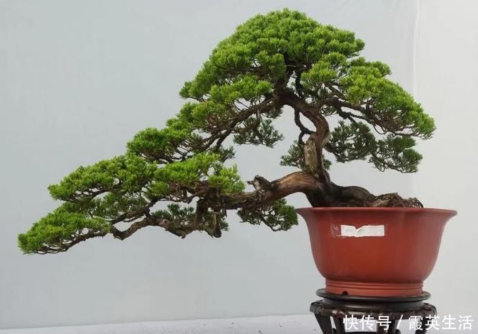 树木|盆景制作技法夏天来到，盆景脱衣换锦，有6种好处