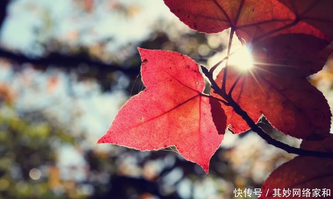 曾国藩240个子孙,无一个败家子,就凭这5句话