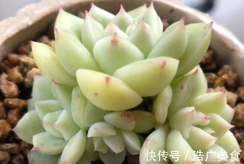 温度2℃到14℃多肉还能继续放在室外露养吗?可以,但要注意这几个要点