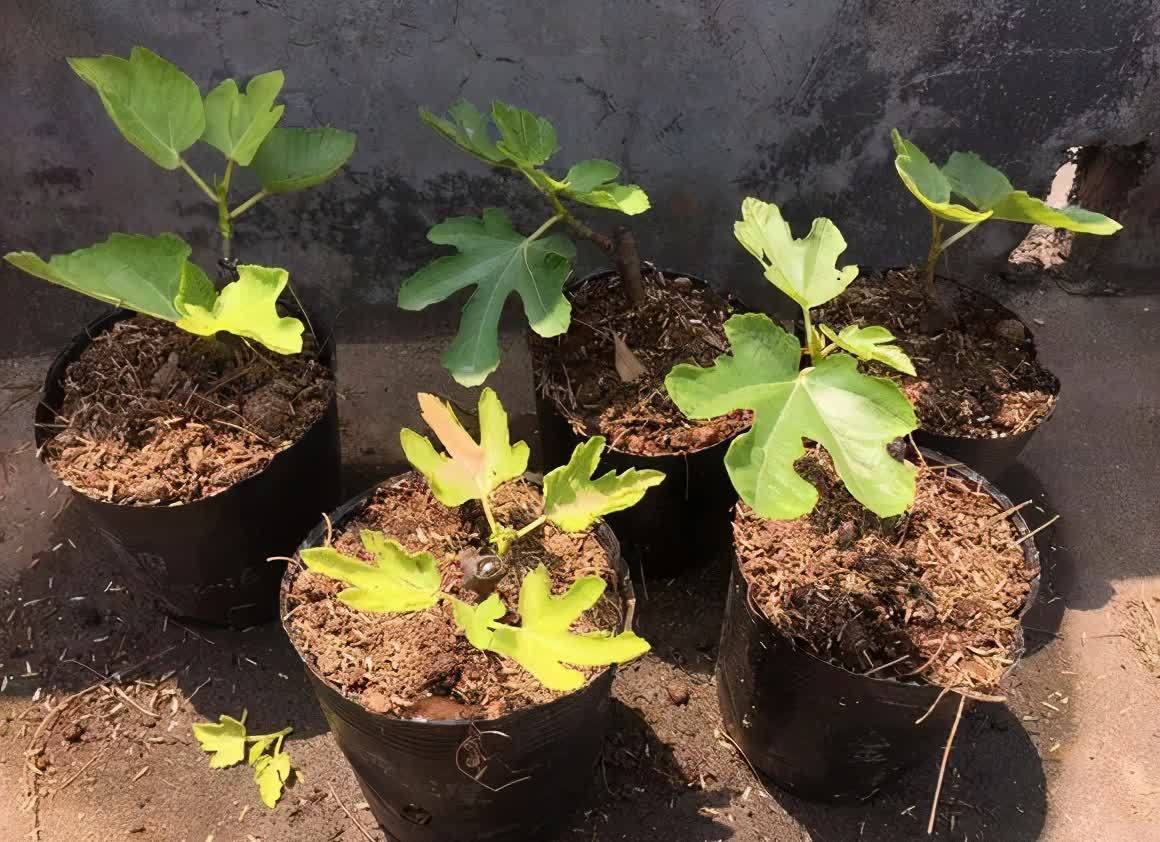 剪根粗枝插土里，2周能生根，一年长成大老桩