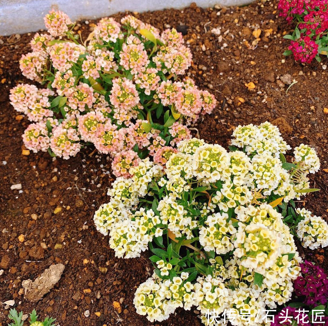 天气越热，越能开爆盆的“5种花”，阳台各养1盆开花上千朵